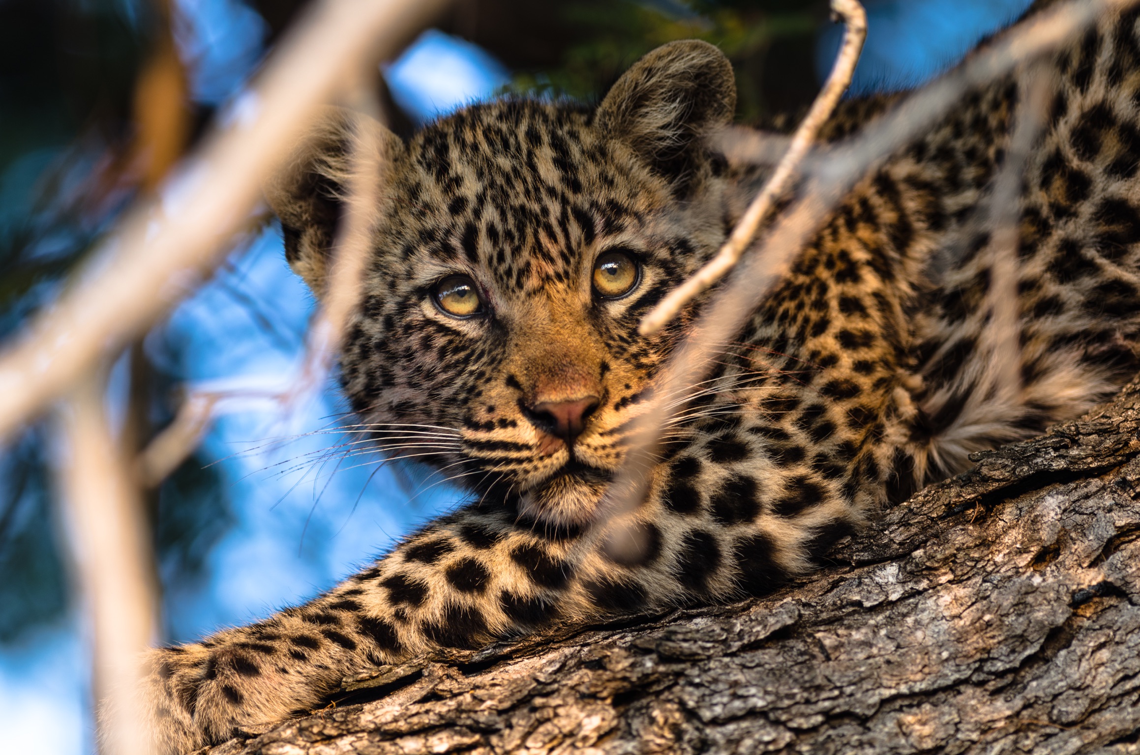 Un cucciolo di leopardo guarda la mamma sul ramo adiacente, kruger National Park 2016