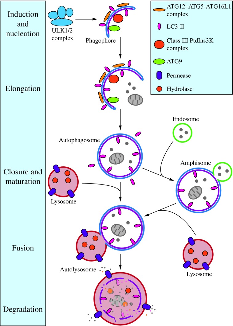 fig-2jpg