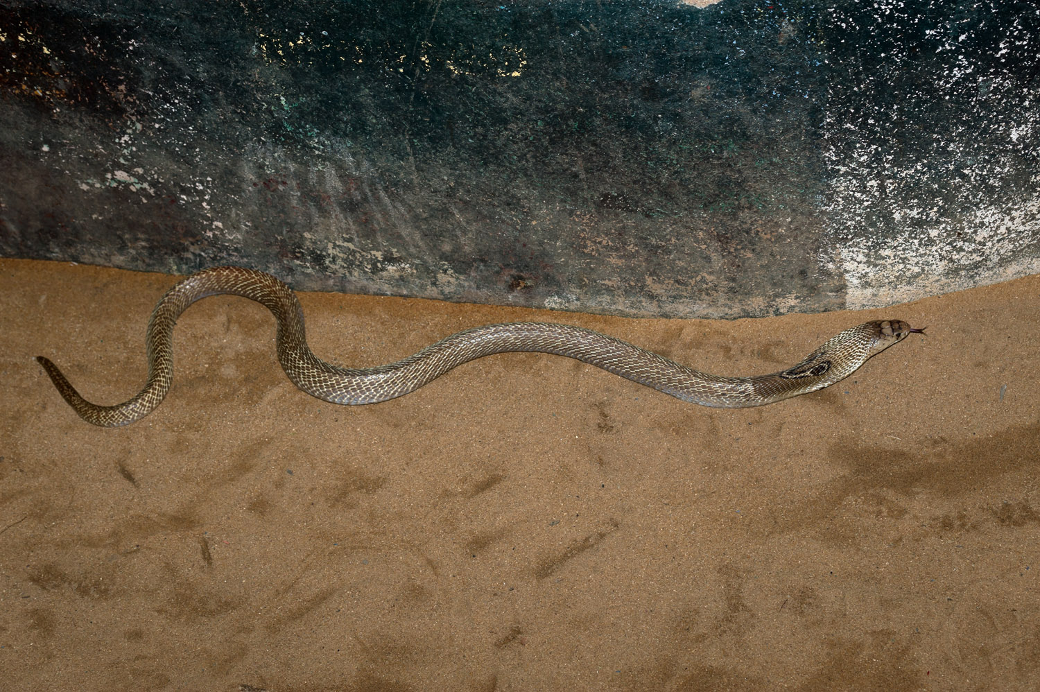 Chennai, Tamil Nadu, Madras Snake Park