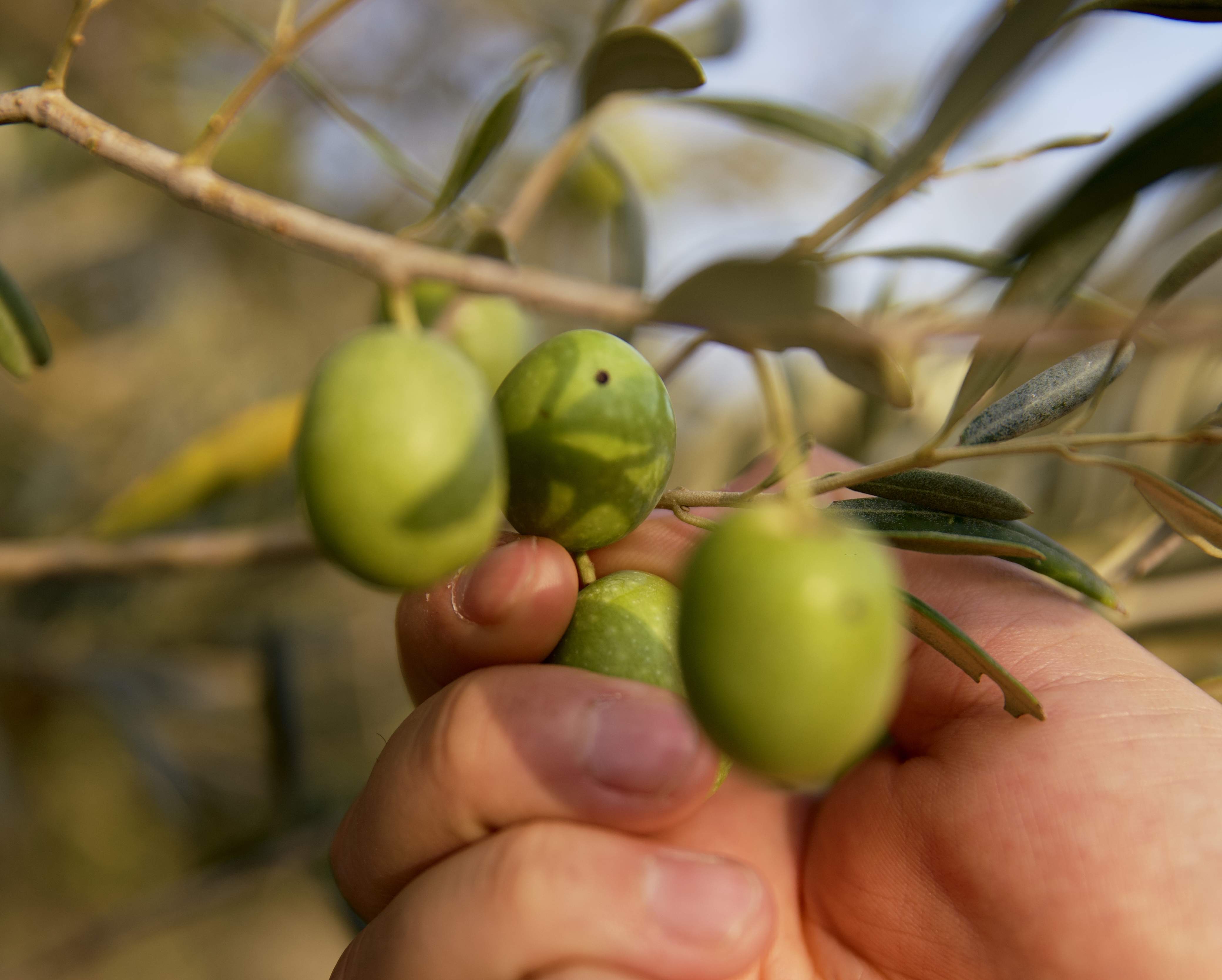 olive, sicilia, tonda iblea, nocellara, prodotti siciliani, agricoltura siciliana, prodotti agricoli