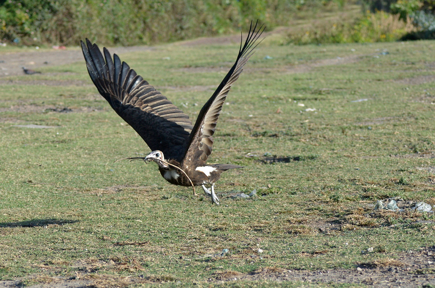 Hooded Vulture, lago Awasa, lake Awasa