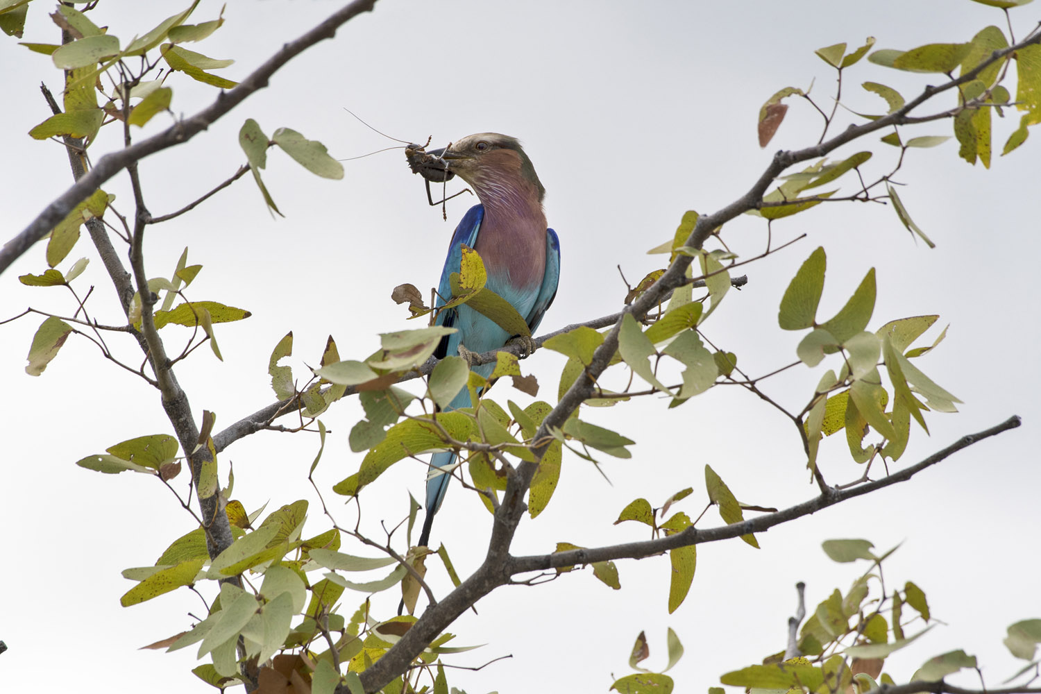 Lilac-breasted Roller, Etosha NP