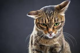 gatto arrabbiatojpg