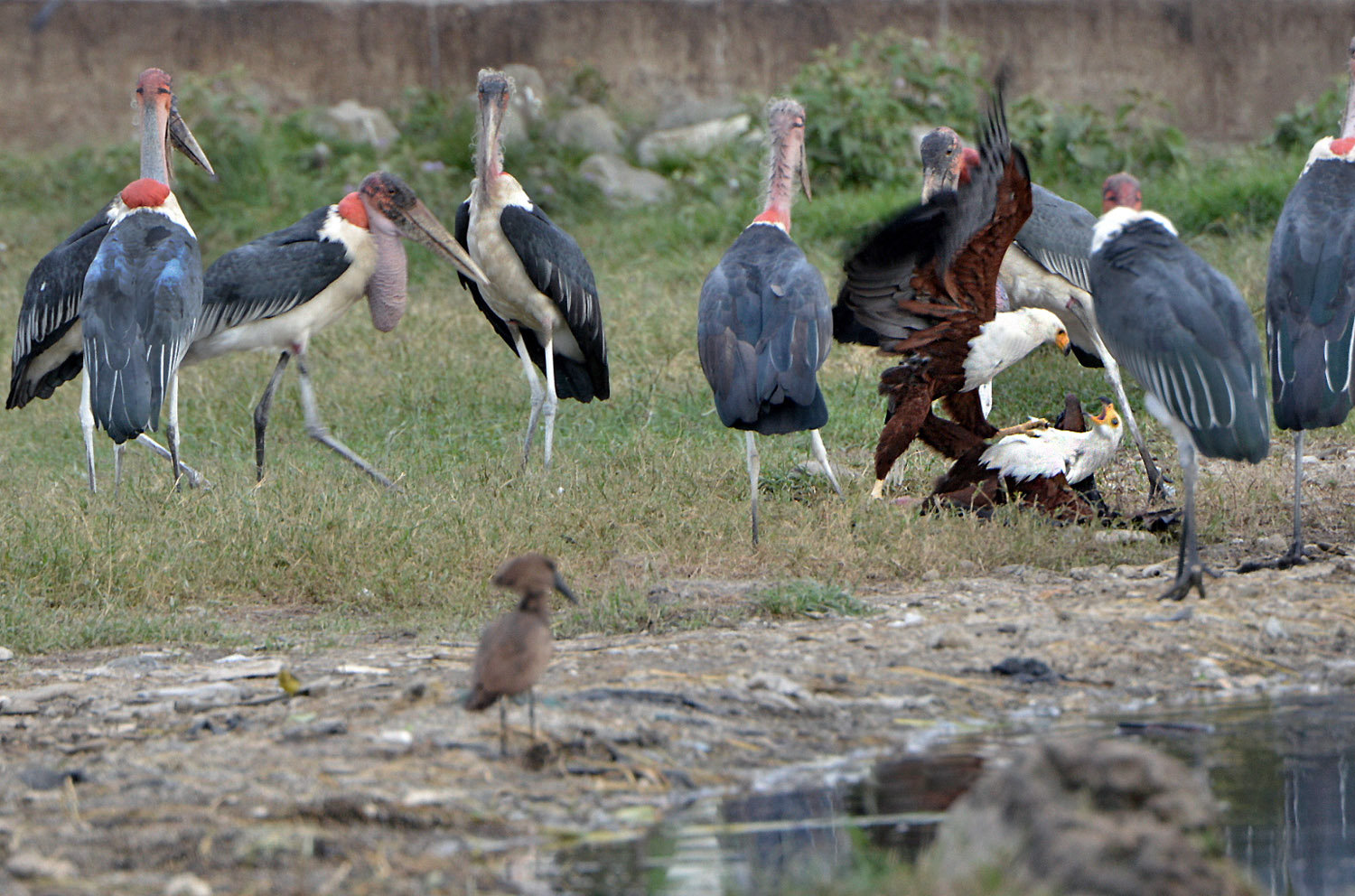fighting African Fish-eagles among indifferent Marabou Storks, lago Awasa, lake Awasa