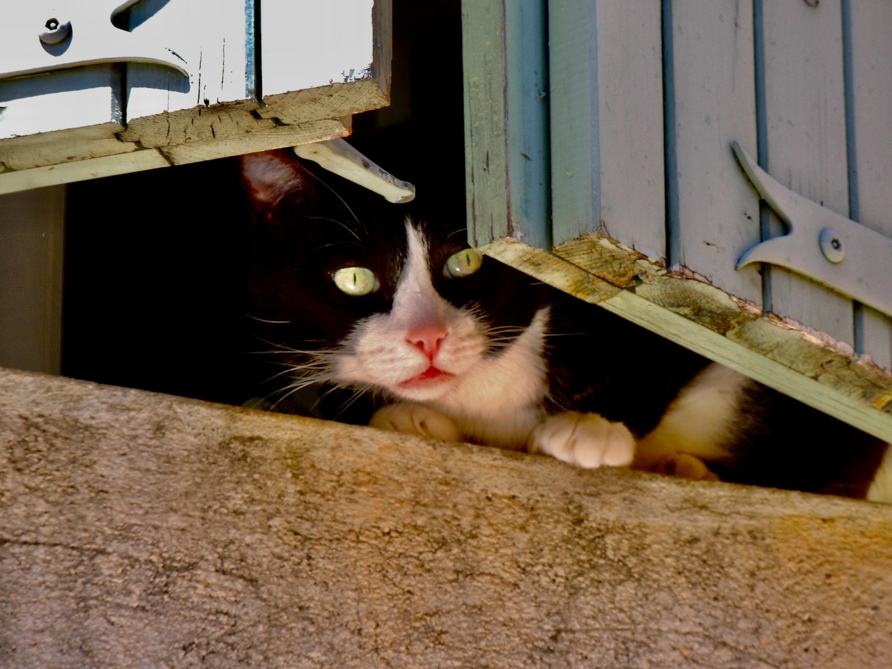 Diffidenza, gatto, Provenza, Francia