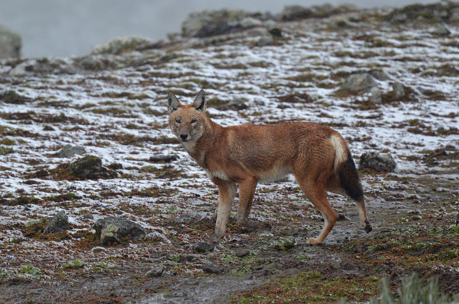Simien Wolf in the snow, Sanetti plateau