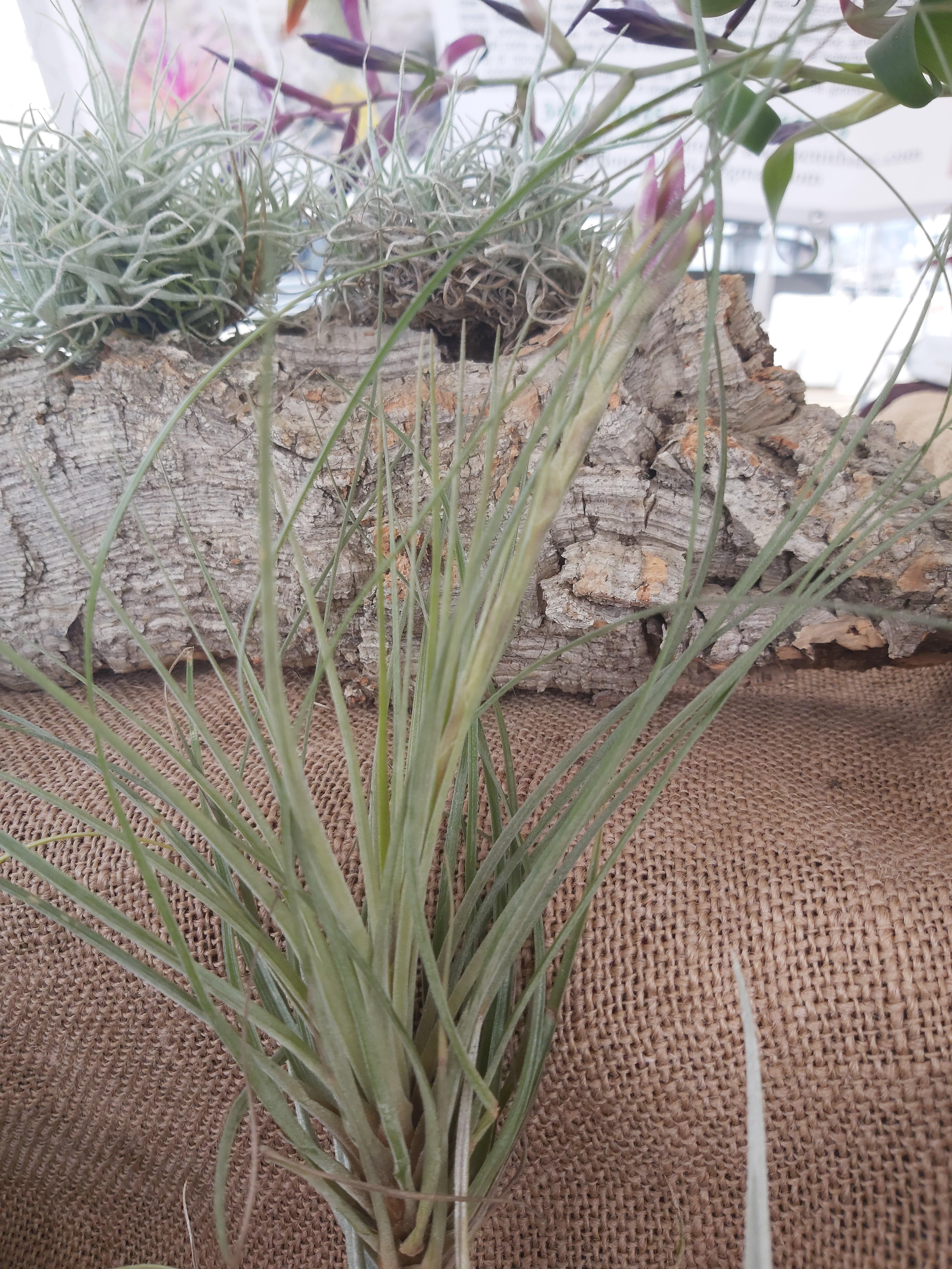 Tillandsia floribunda