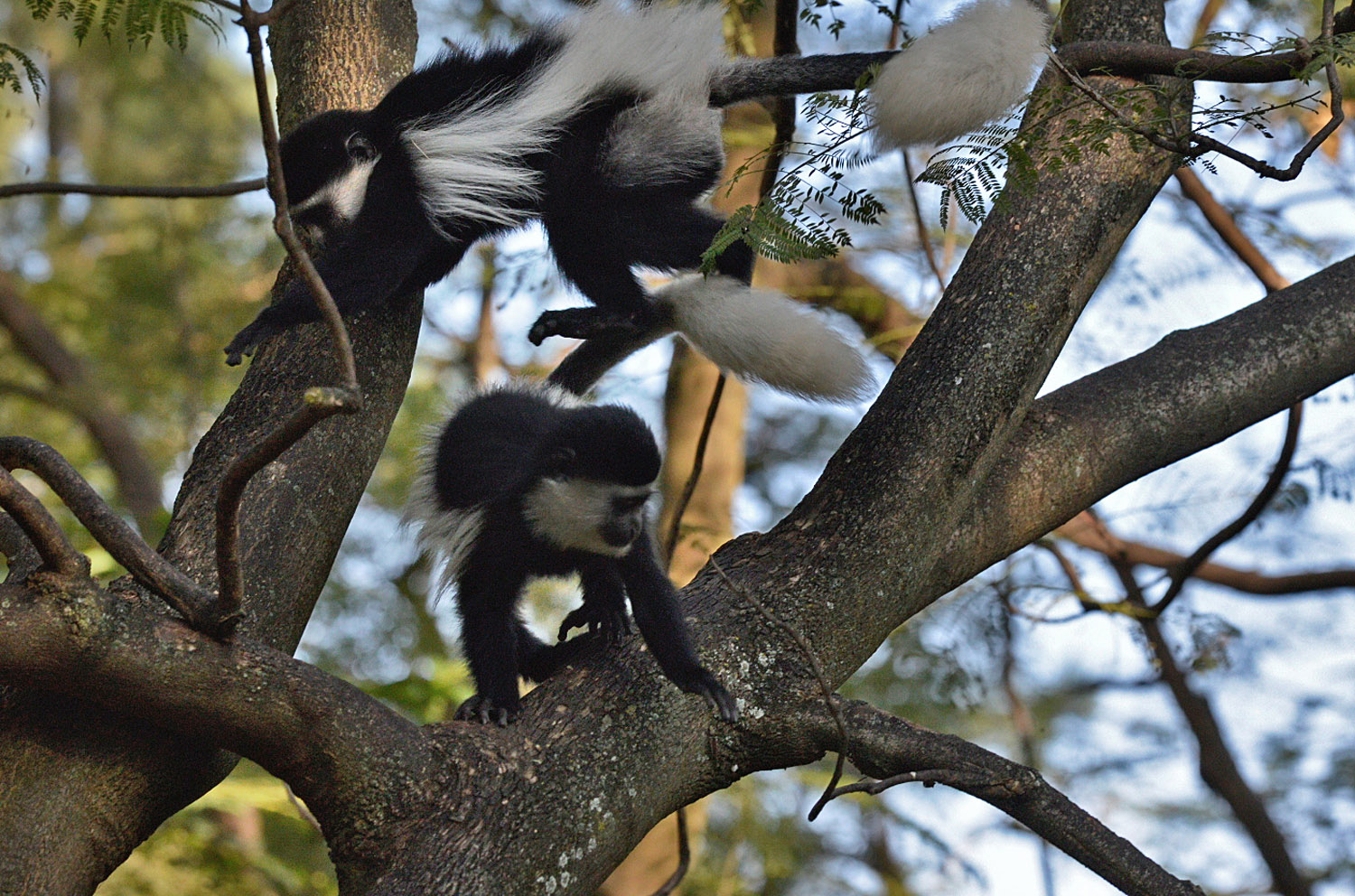 juveniles Abyssinian Black-and-white Colobus monkeys, lago Awasa, lake Awasa