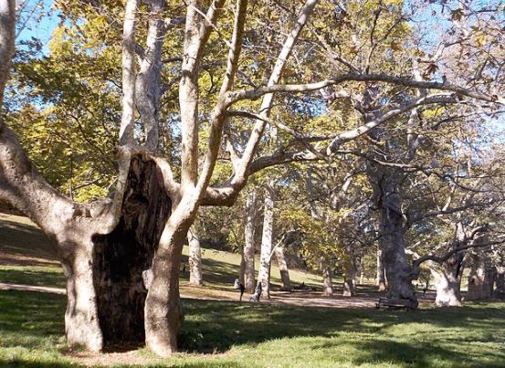 Villa Borghese, alberi rimossi e nuove piantagioni