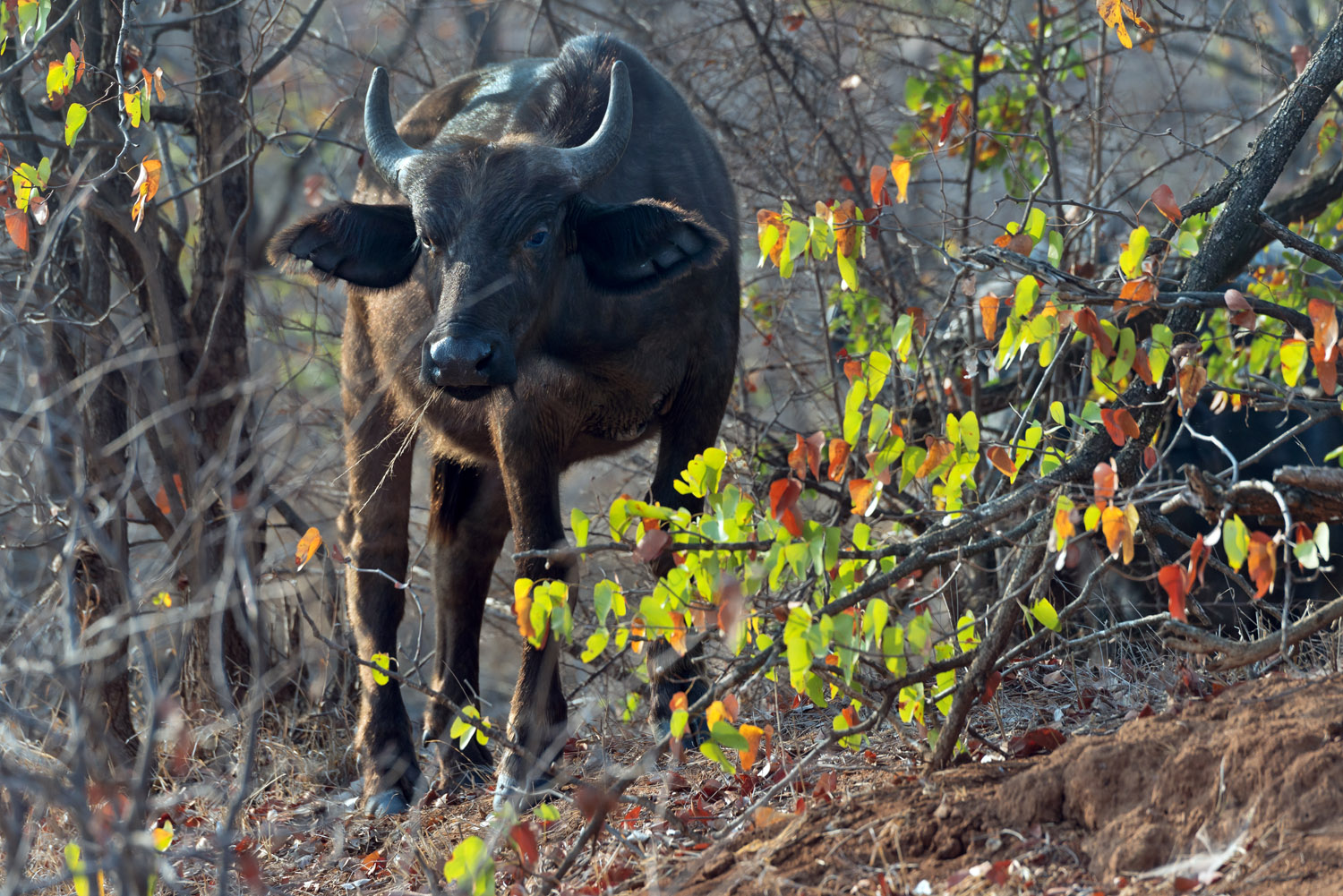African Buffalo, Kruger NP