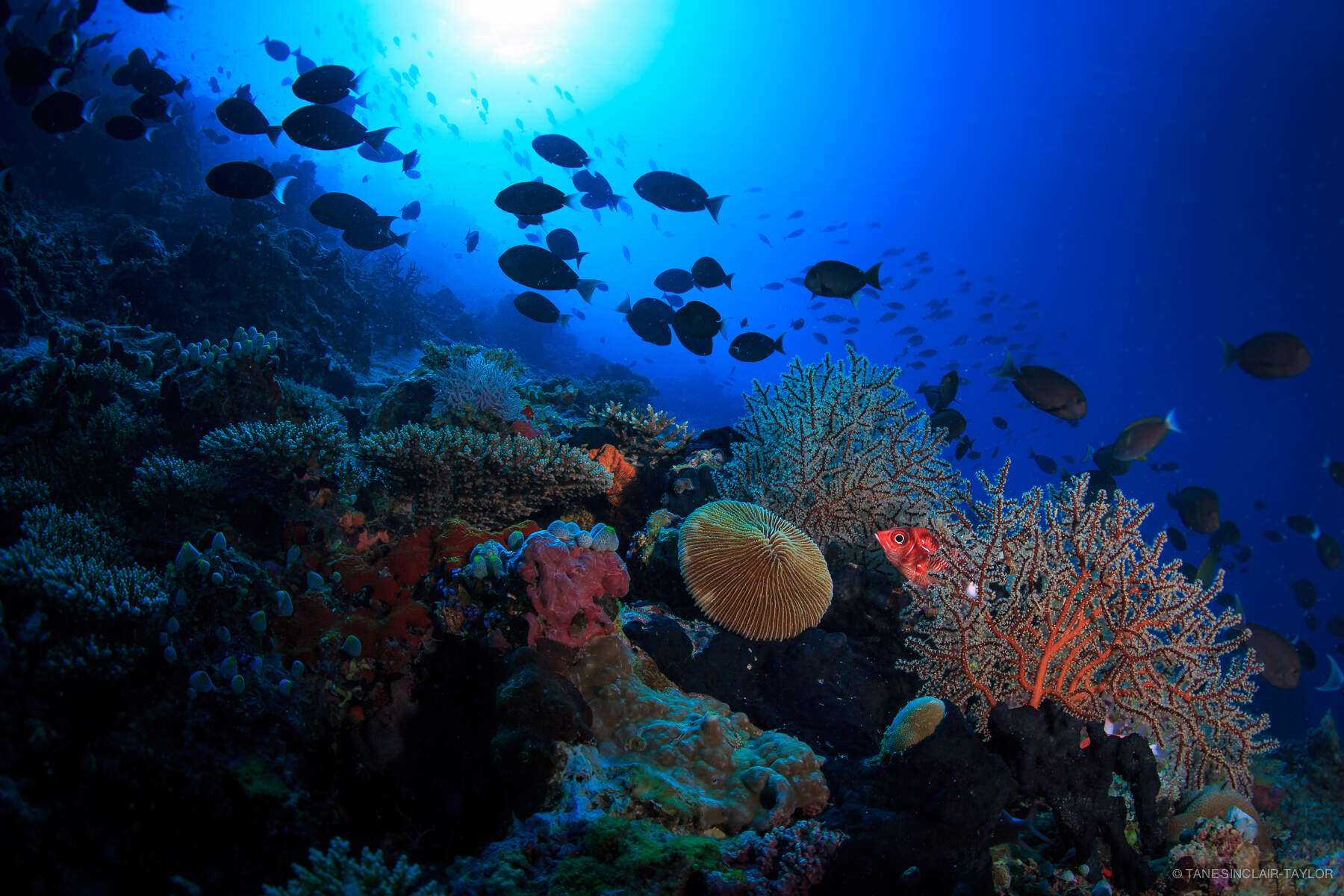 Salvare le barriere coralline, un accordo fra Milano-Bicocca e le Maldive