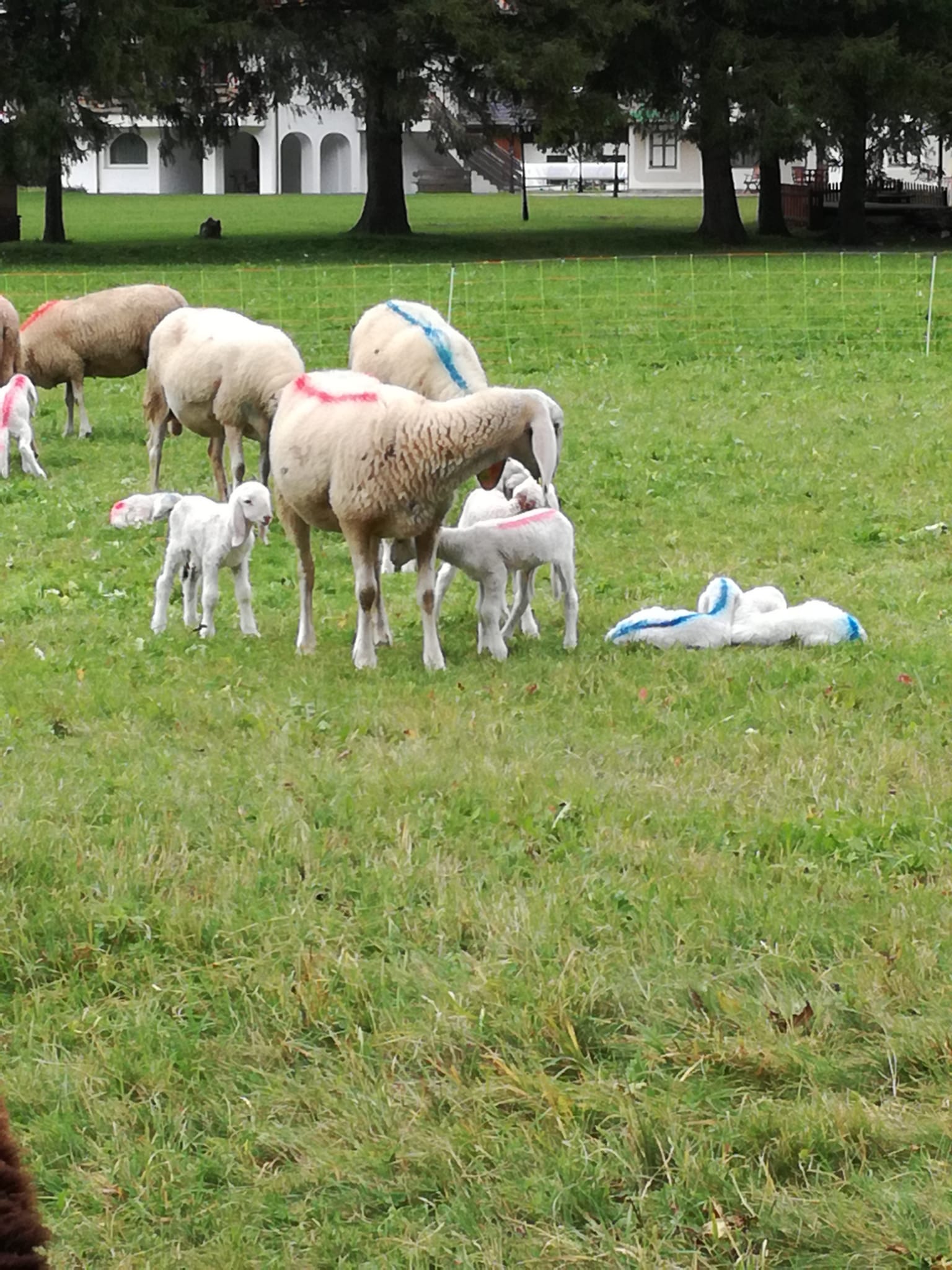un gruppo di pecore che pascola sul prato, ci sono anche dei piccoli agnellini