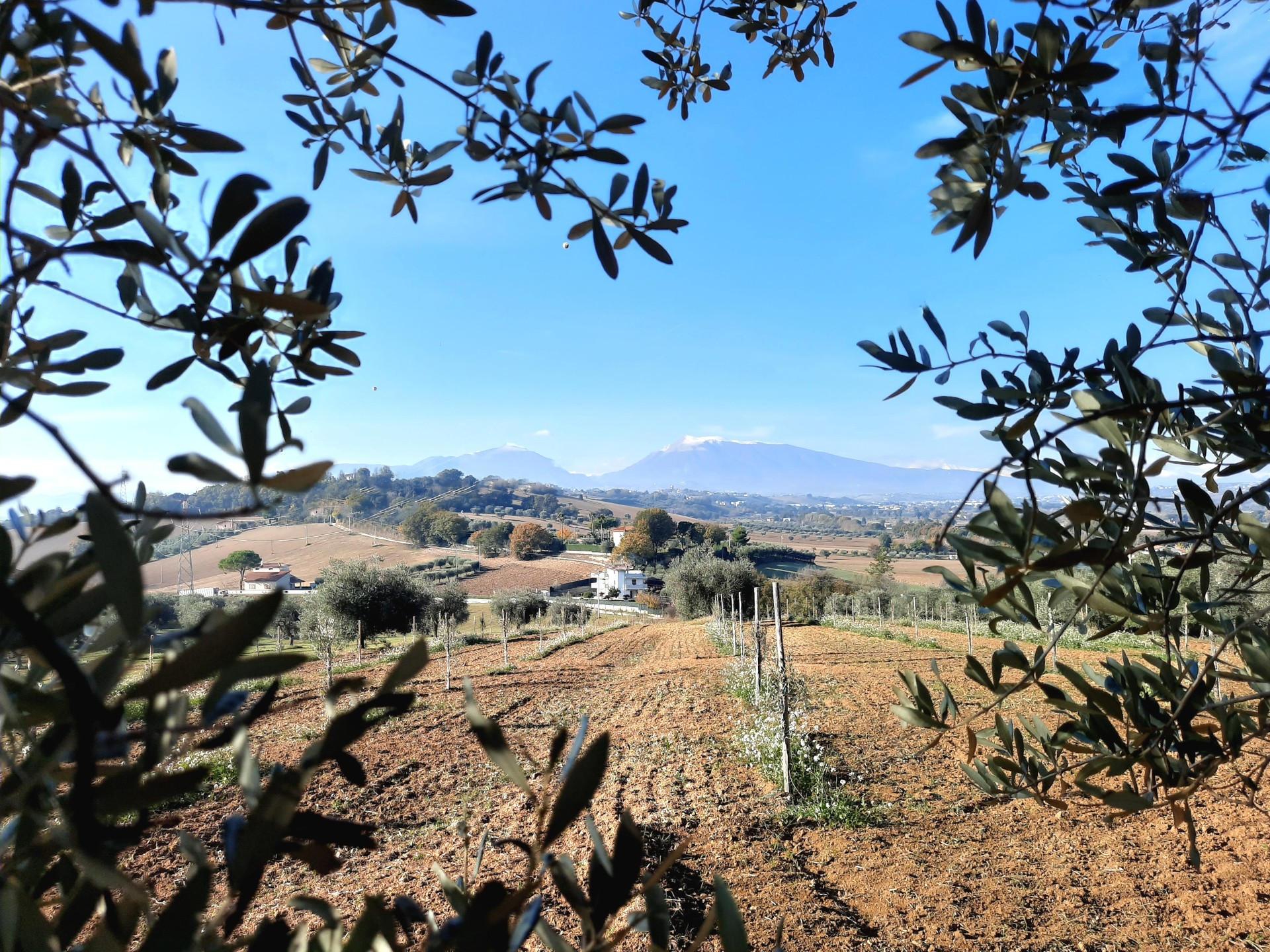 Cultivar tipiche della provincia di Teramo - Main olive tree varieties of our province