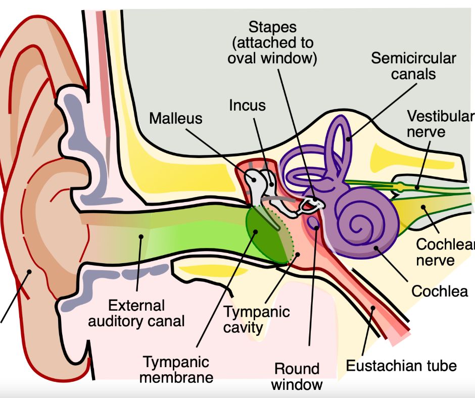Schema dell orecchio esterno, medio e interno