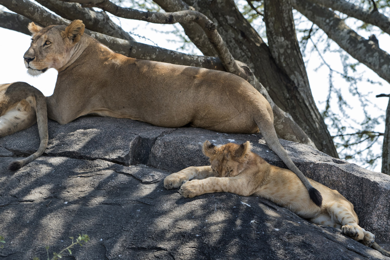 Lioness with cub, Serengeti NP