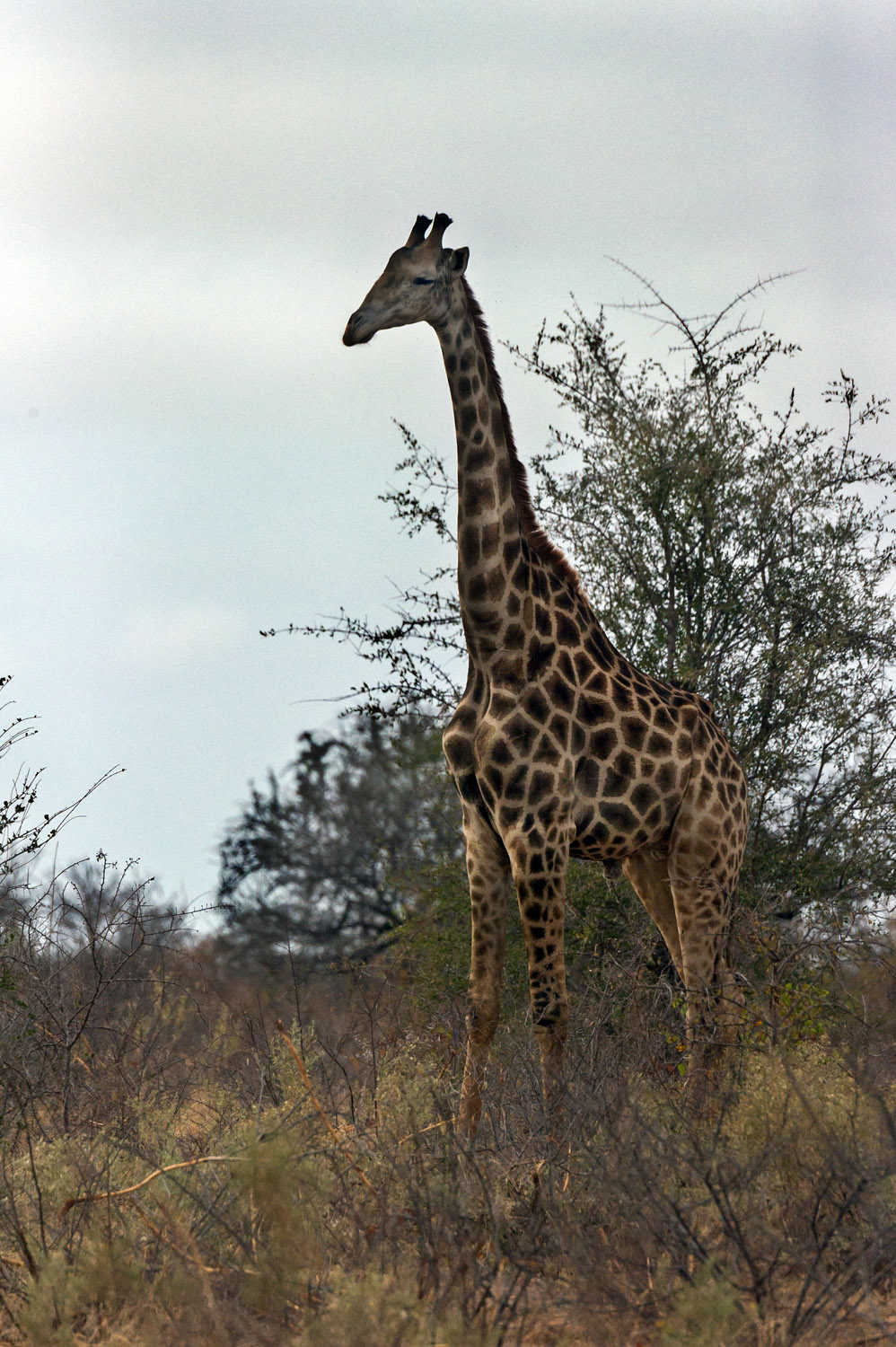 PN Kruger, Kruger NP
