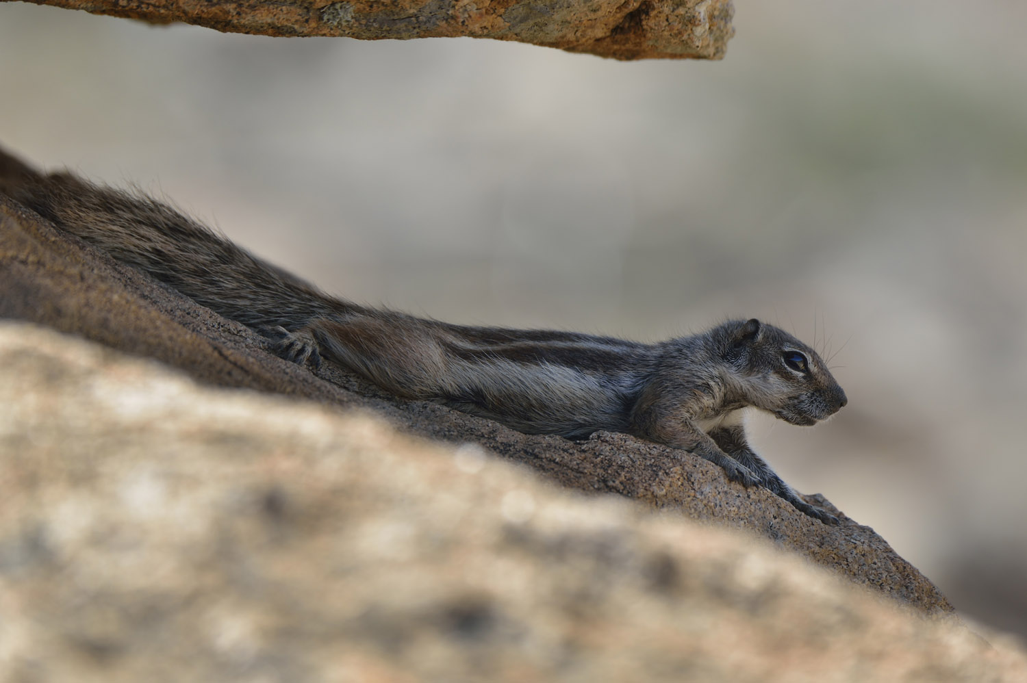 Barbary Ground Squirrel, Fuerteventura, parque Rural
