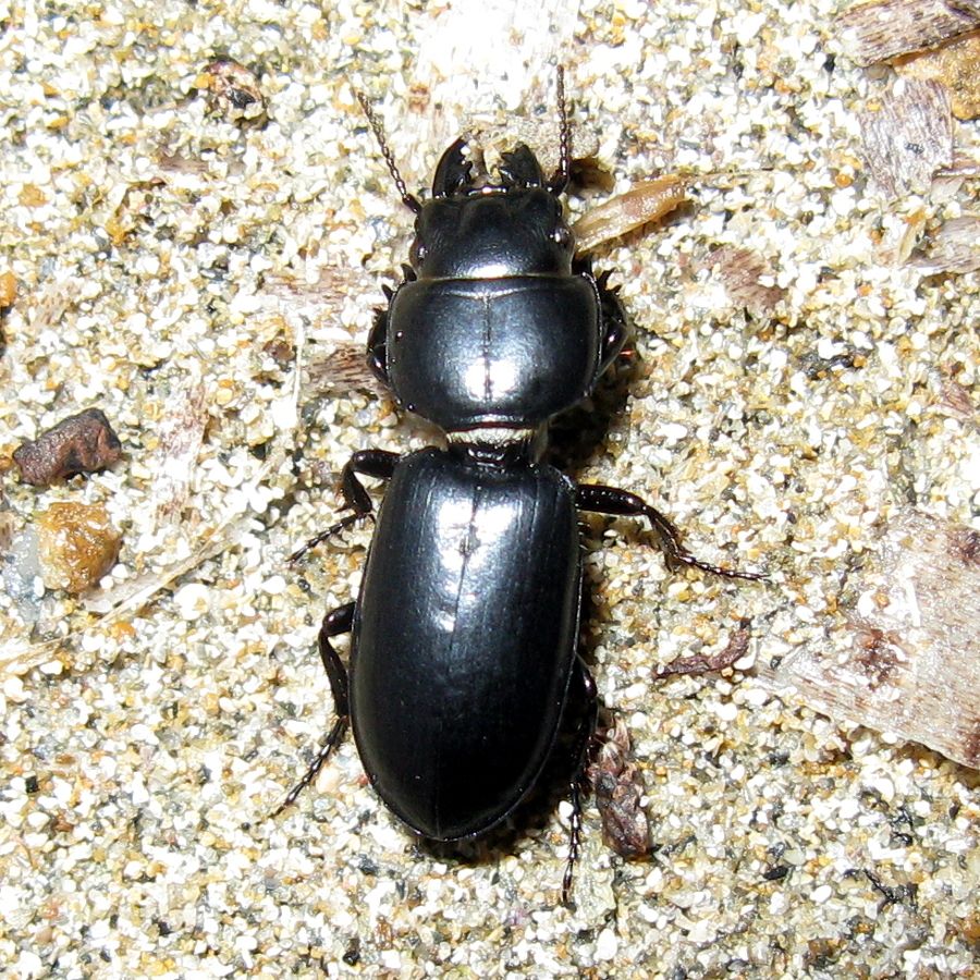 Parallelomorphus laevigatus (Carabidae)