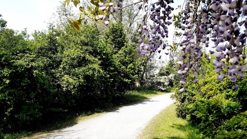 Una strada sterrata del Parco Agricolo Sud Milano con un glicine in fiore a fare da cornice