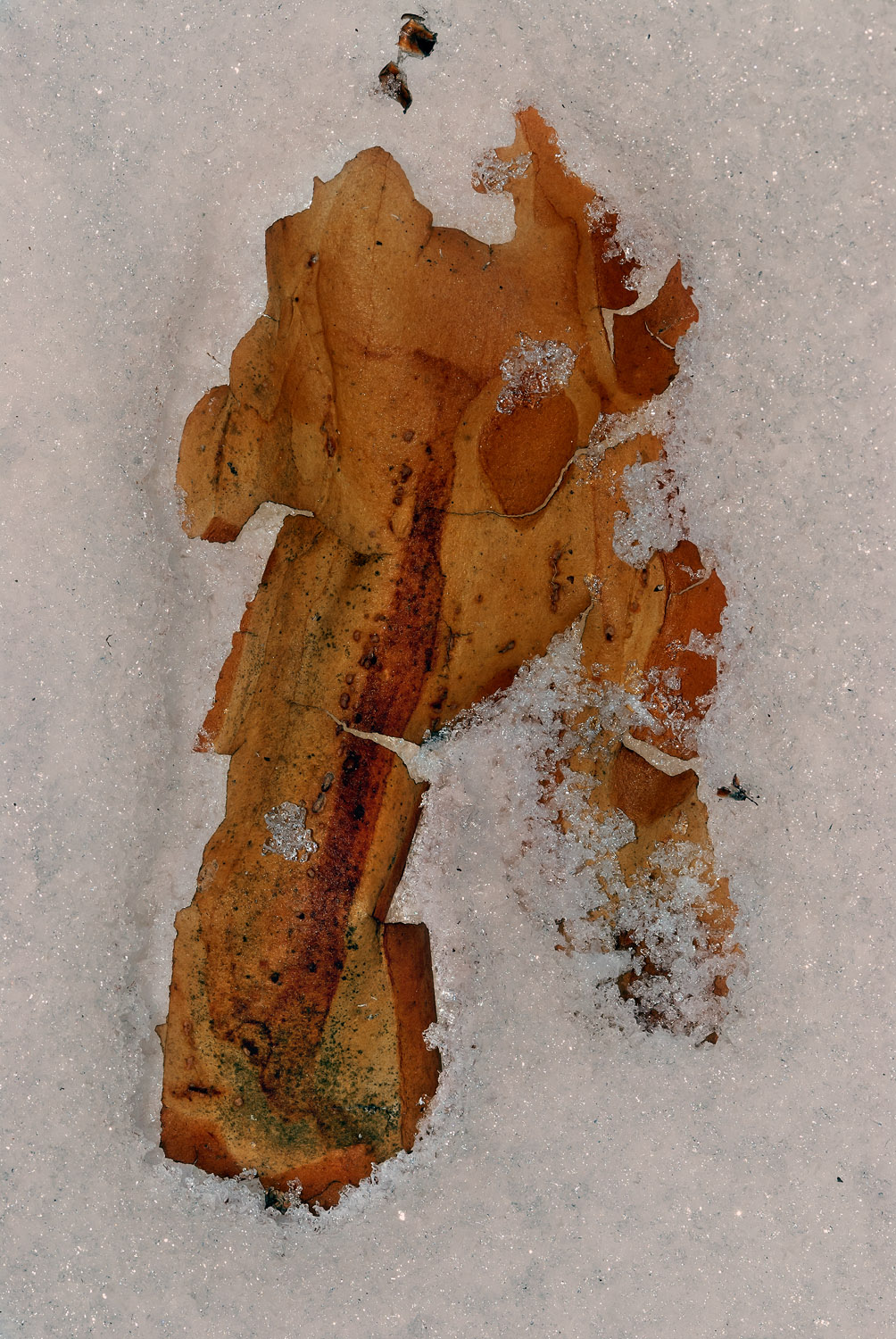 a piece of bark in the snow