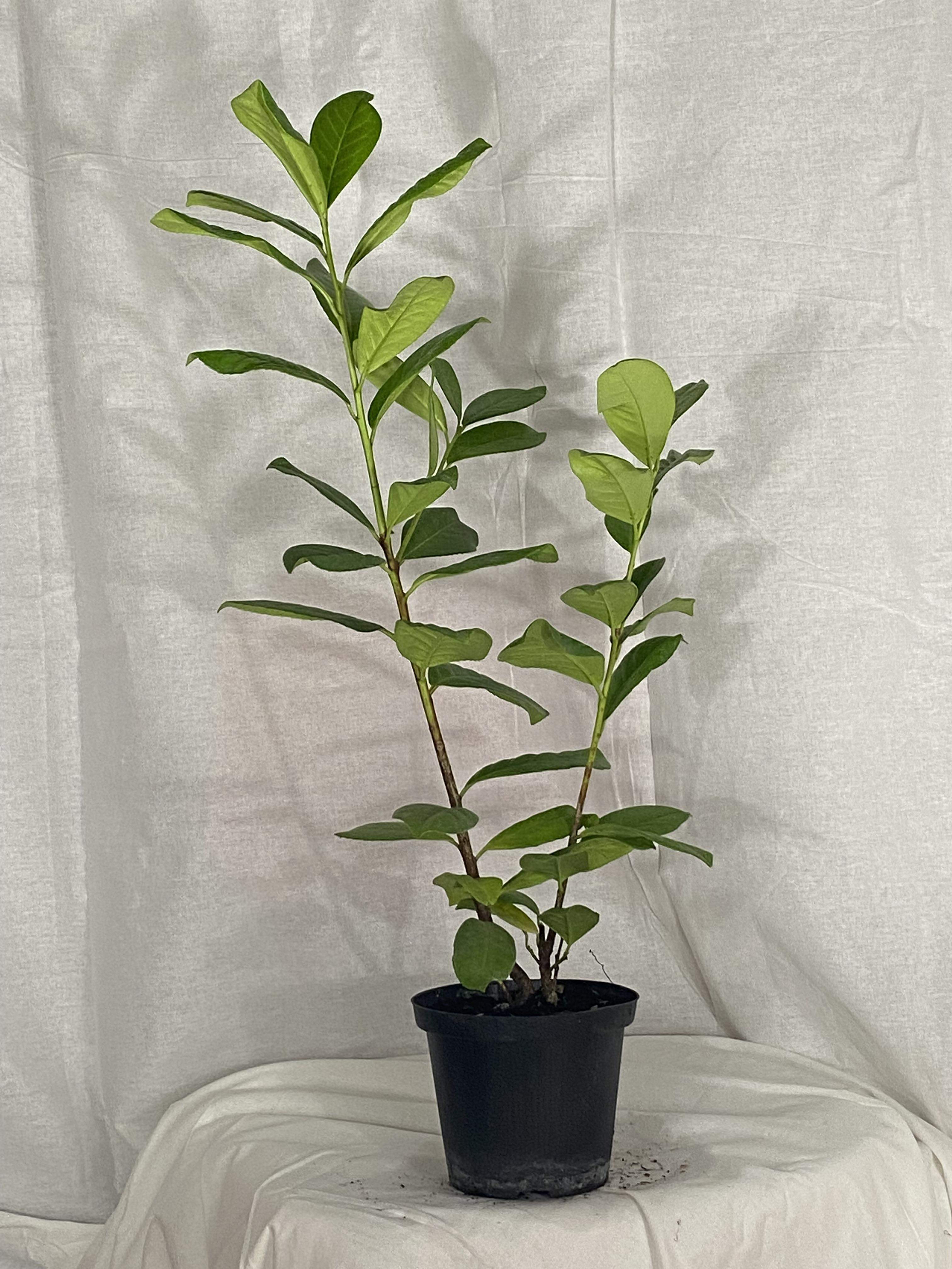 Prunus Laurocerasus (Lauroceraso) - (vaso 18 – h 80/120 cm)