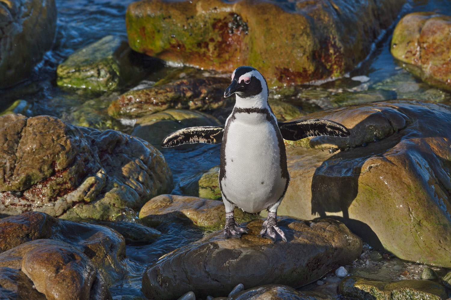 Jackass Penguin, Cape Peninsula