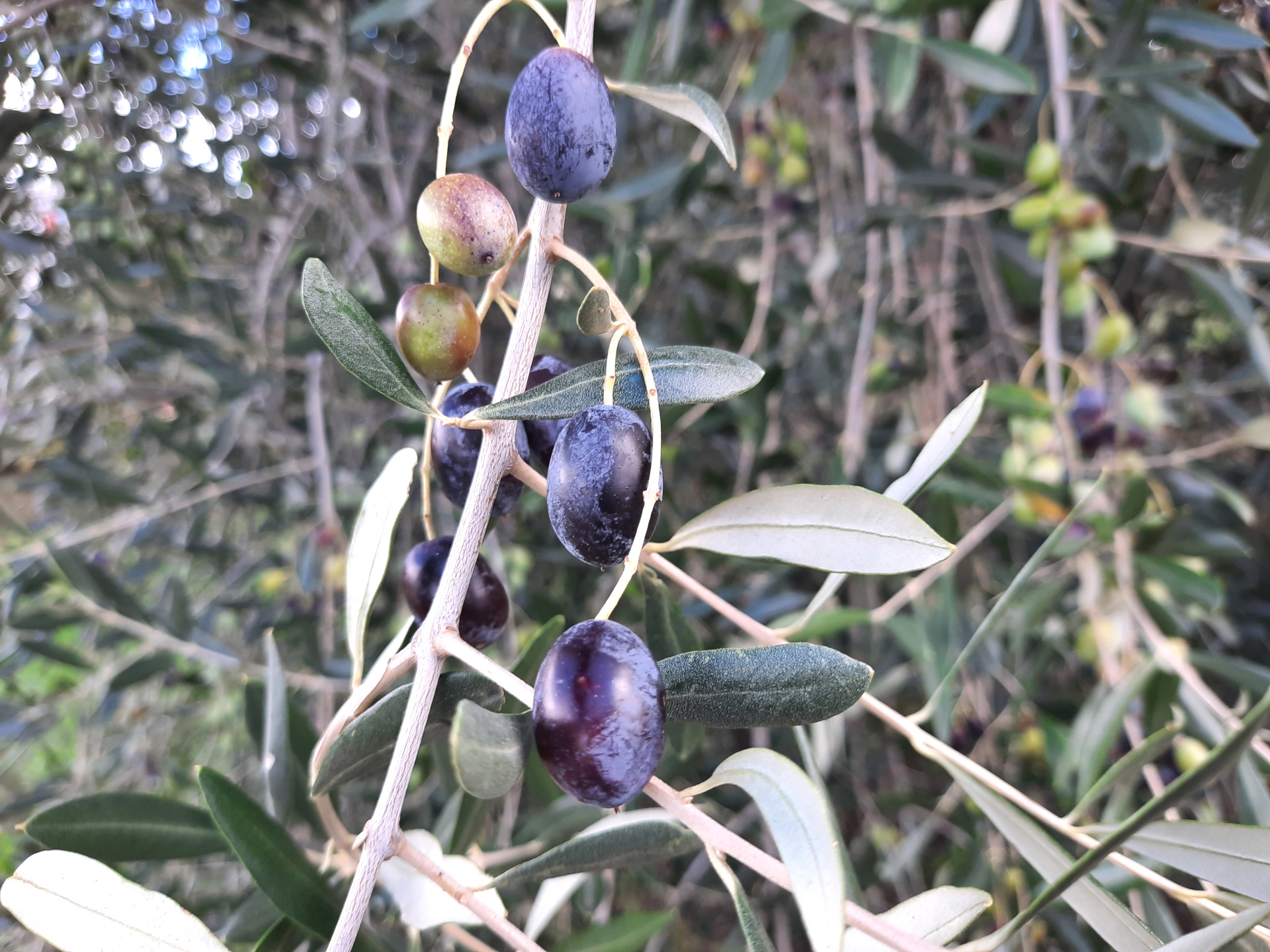 ulivo, varietà frantoio, oliveto teramo