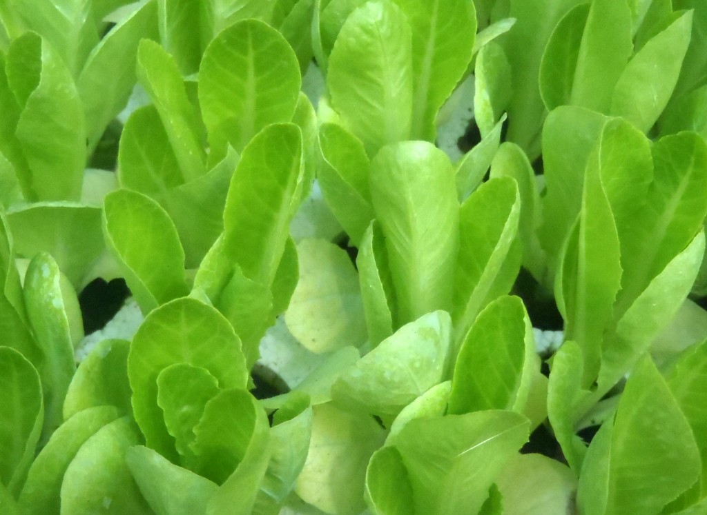 Produzione piantine di insalata