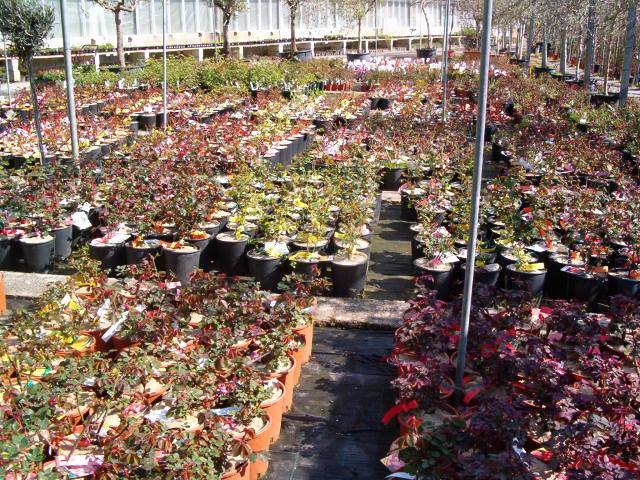 Vivaio produzione piante di rosa