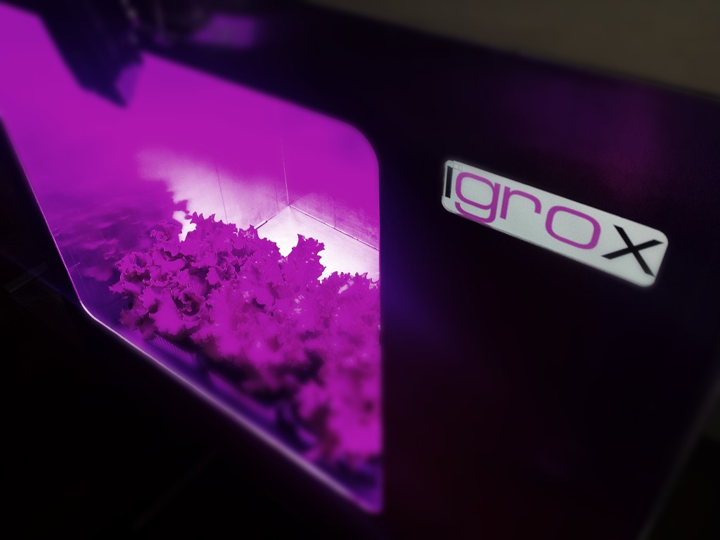 igrox purplebox