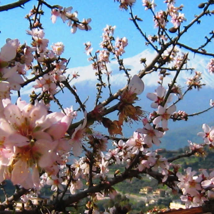 Этна и цветущий миндаль