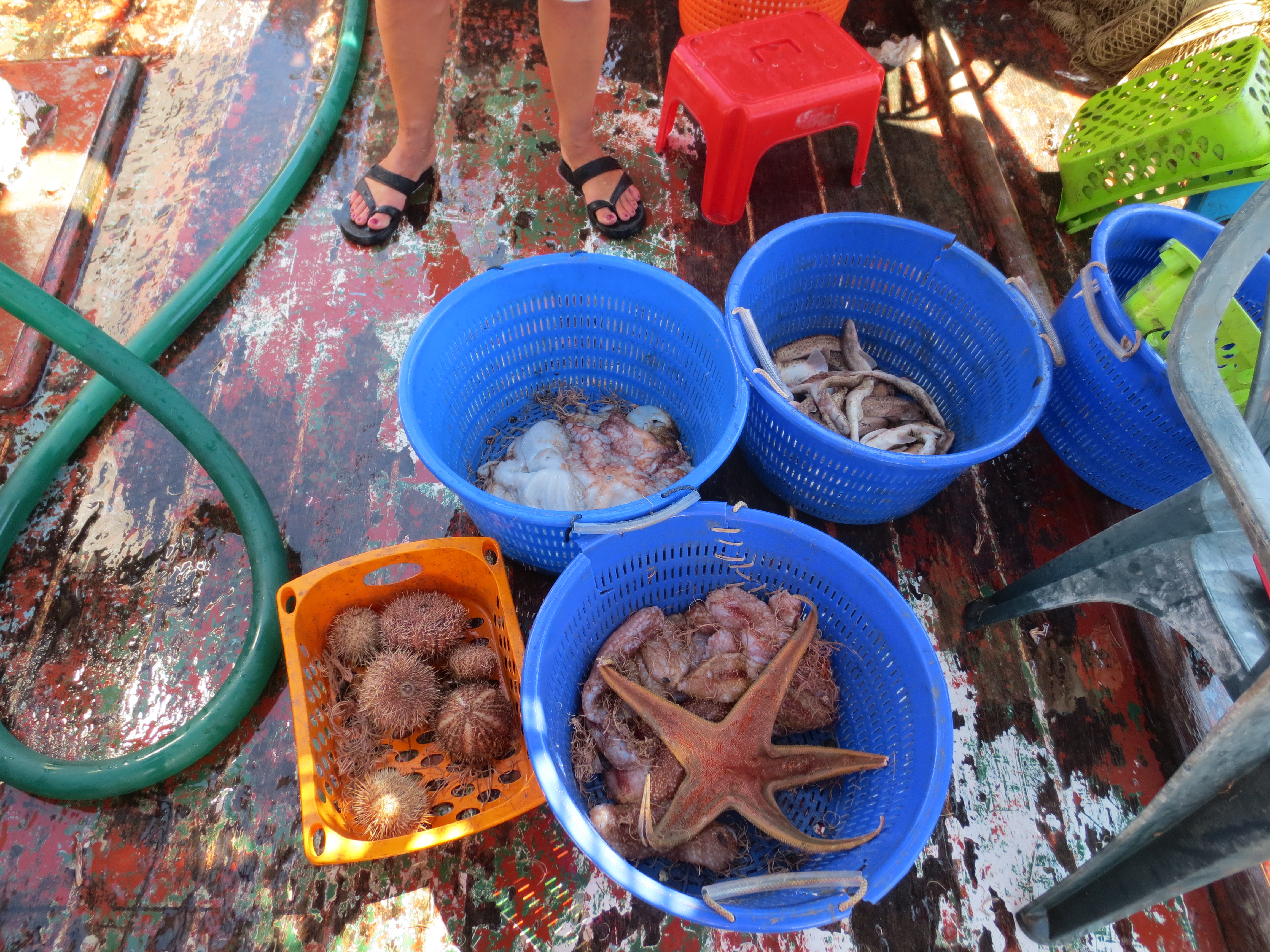 Campagne di pesca a strascico e reti da posta per valutazione ambientale rigassificatore offshore