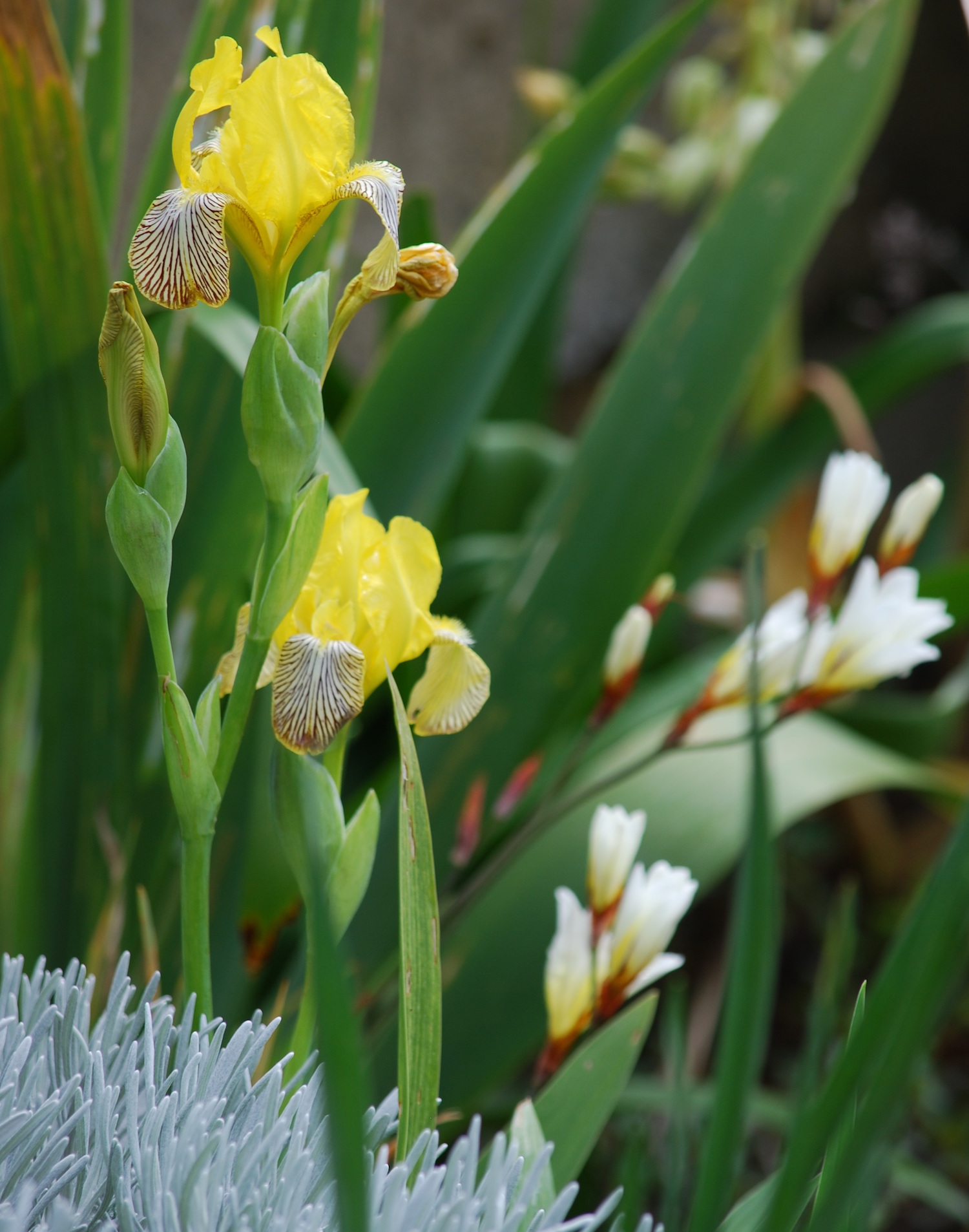Iris variegata & Sparaxis tricolor 'Alba Maxima'