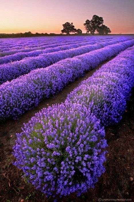 Profumo di Lavanda... Parfume of lavender