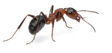disinfestazione formiche