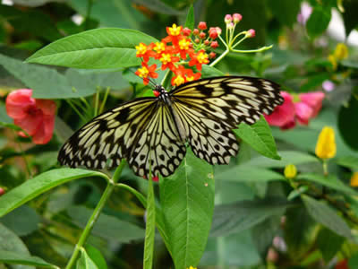 Il Giardino delle farfalle