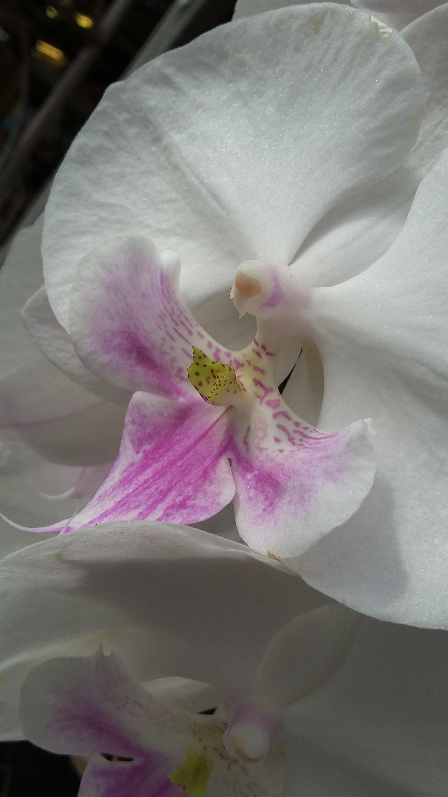 L'orchidea in primo piano:  PHALAENOPSIS