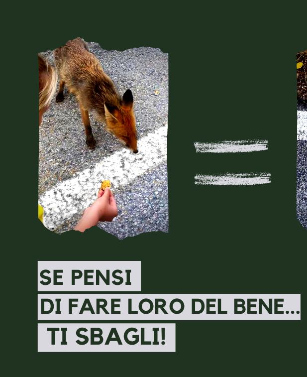Abruzzo, l'allarme del Parco: cibo facile e curiosità umana, così aumentano gli animali "confidenti"