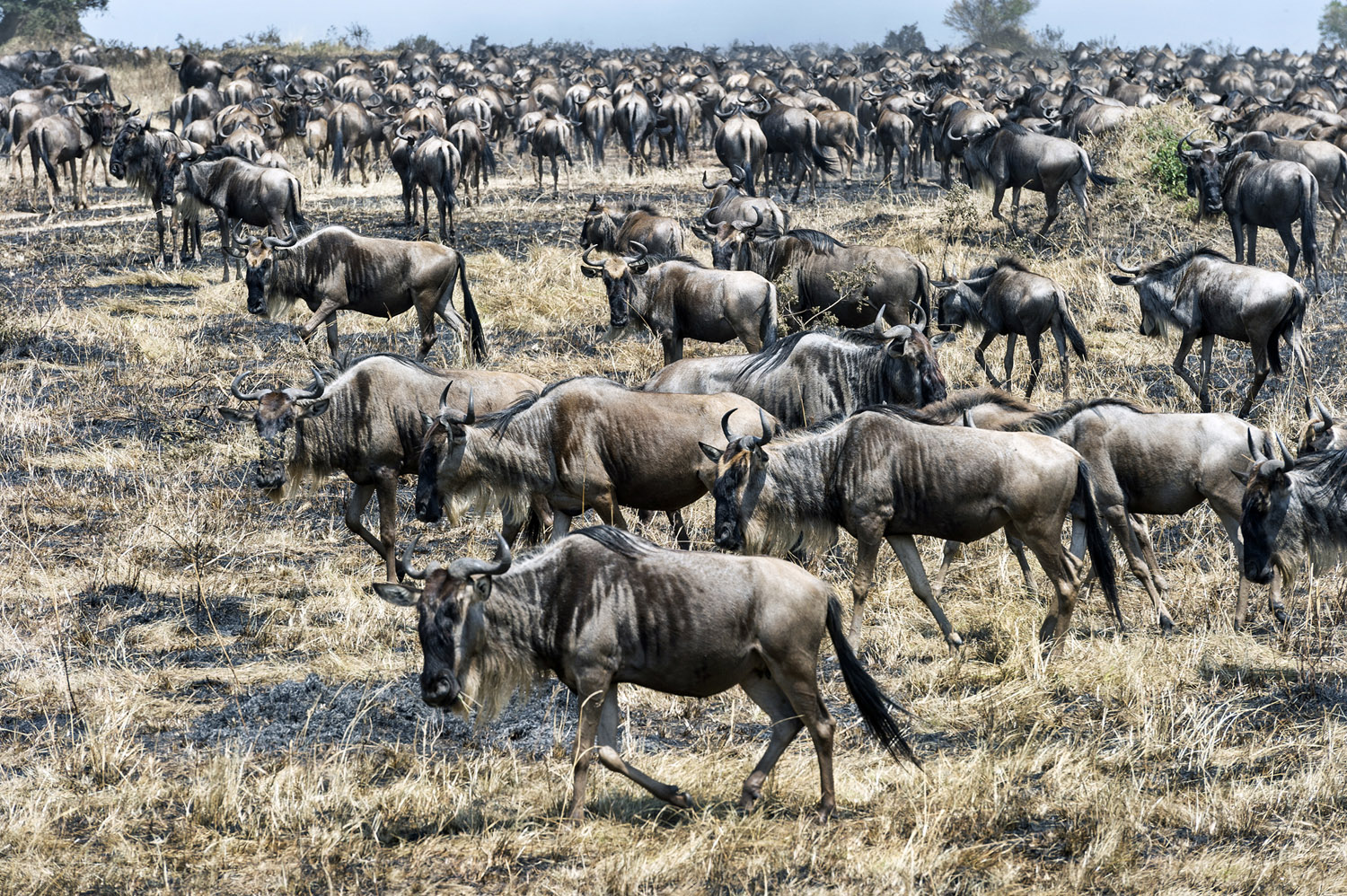 parco nazionale del Serengeti, Serengeti NP