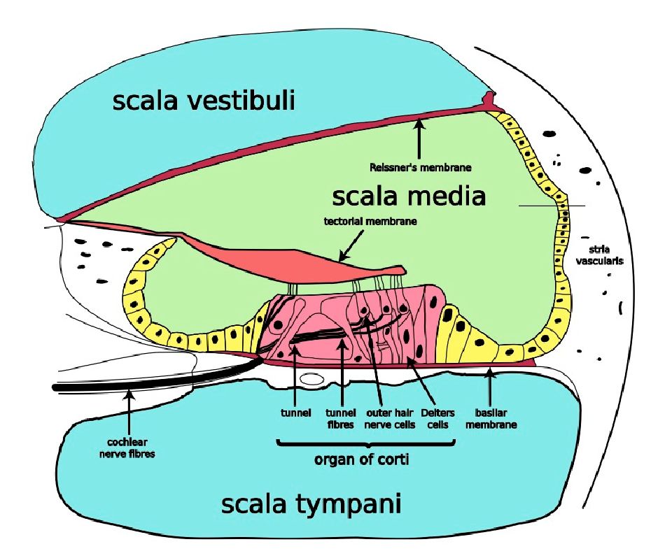 Schema della coclea