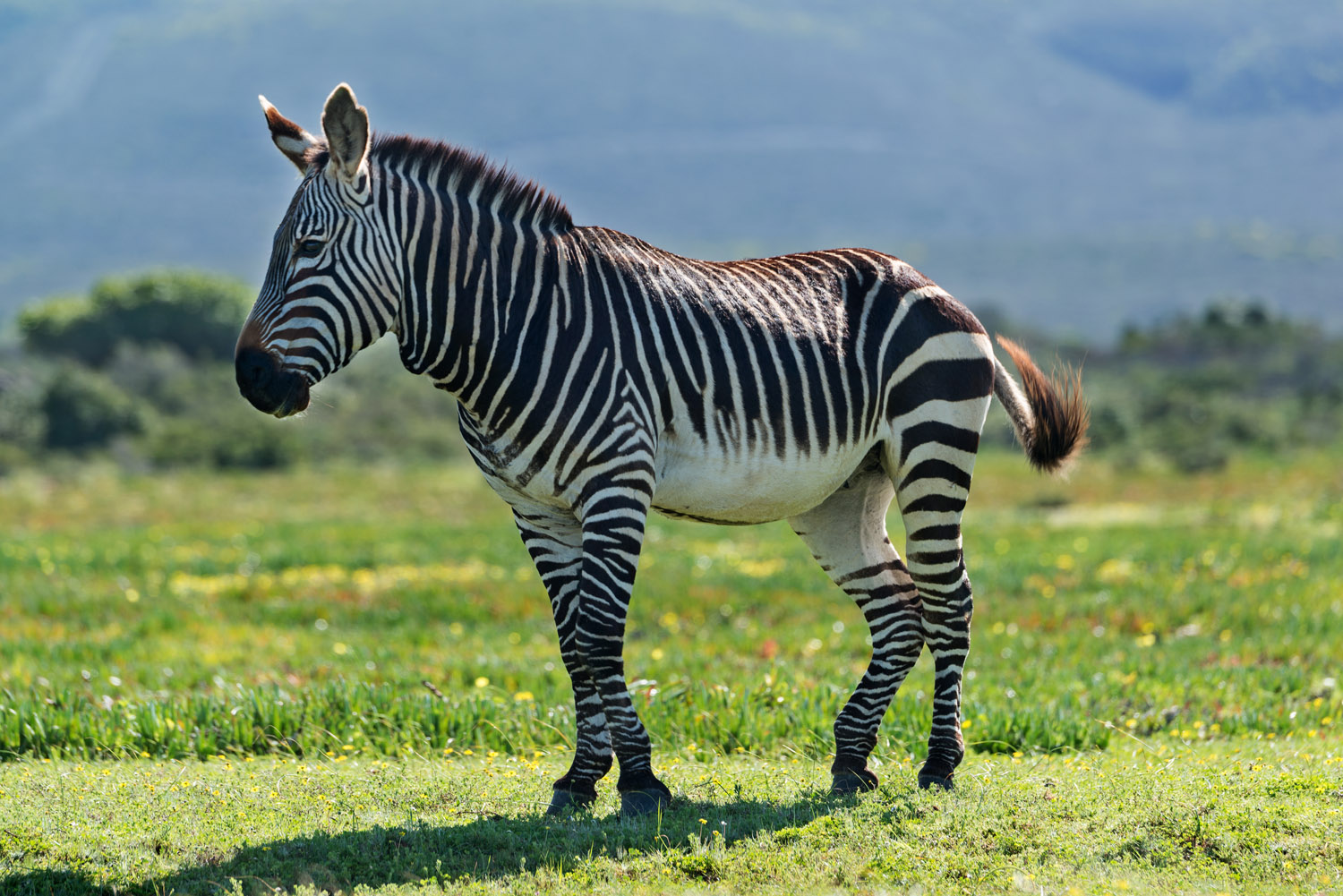 Cape Mountain Zebra, De Hoop NR