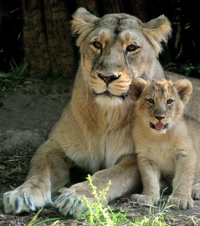 Due leoncine asiatiche al Bioparco, i bambini votano il nome
