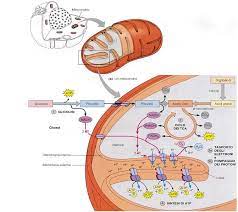 Miopatia, acidosi lattica e anemia sideroblastica 1 ( MLSA1 )