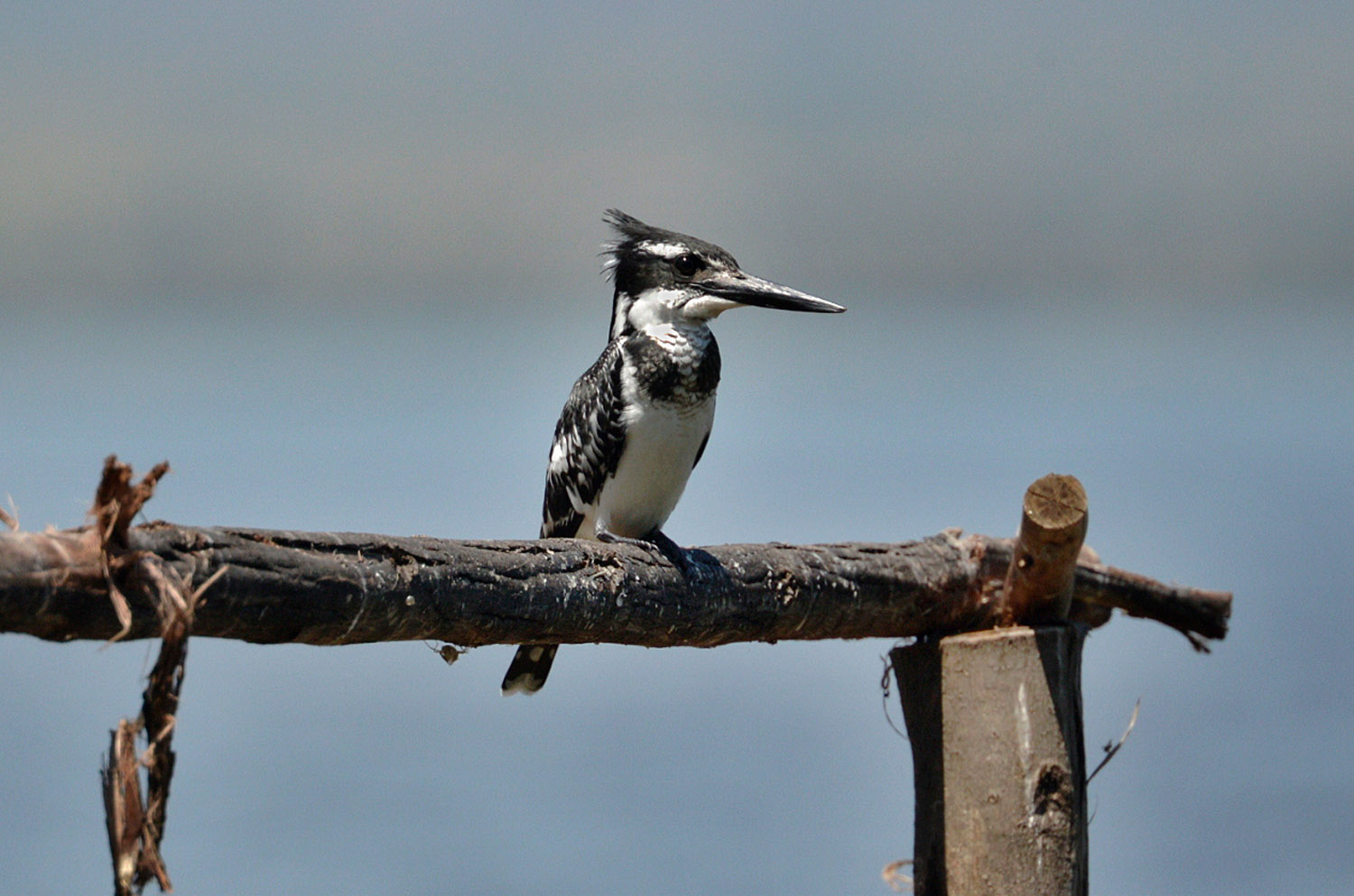 Pied Kingfisher, lago Awasa, lake Awasa