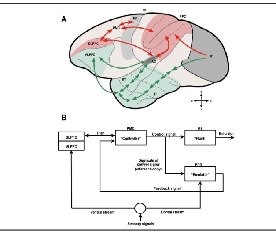 La corteccia cerebrale uditiva primaria e le sue connessioni