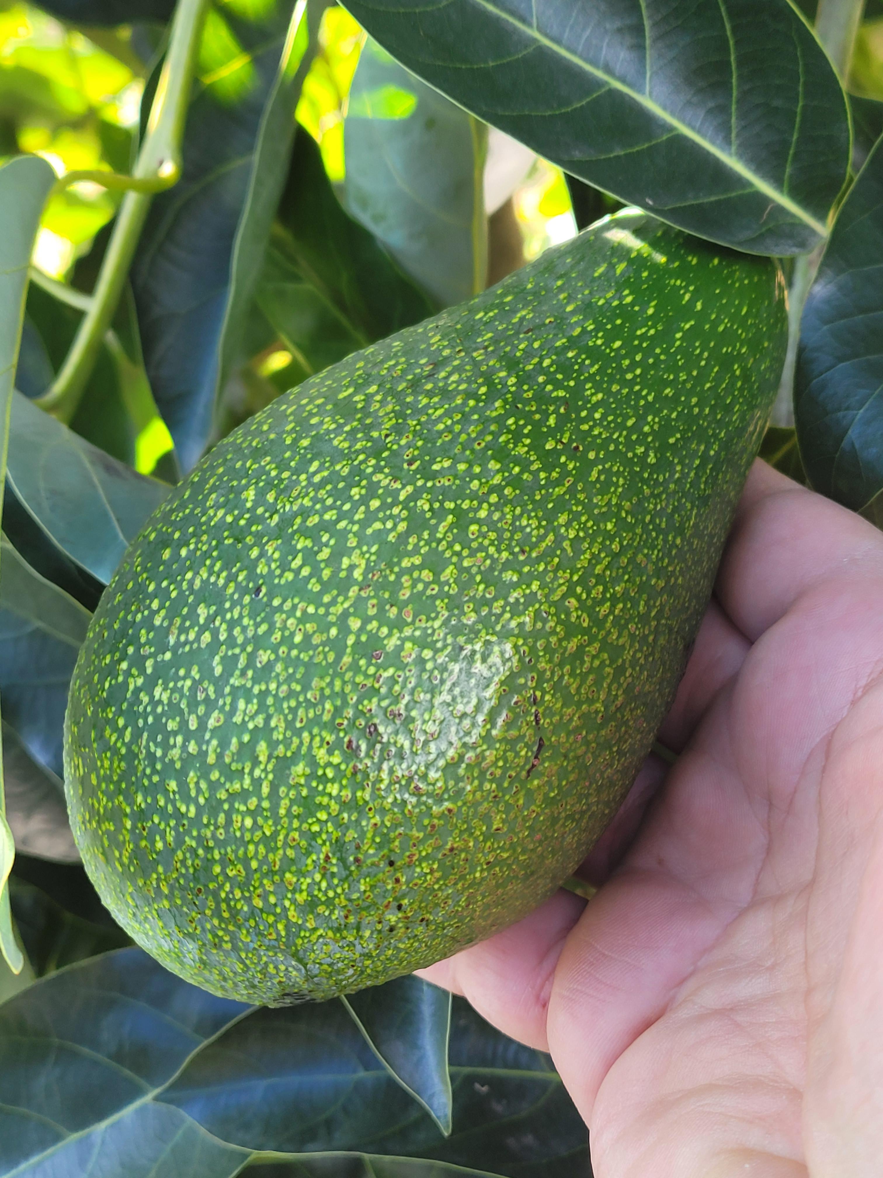 Box Avocado Fuerte - cassetta da 4 kg.