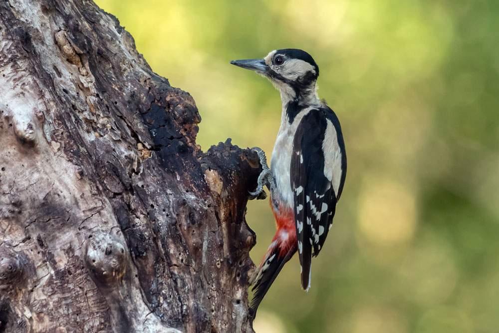 Great Spotted Woodpecker f.