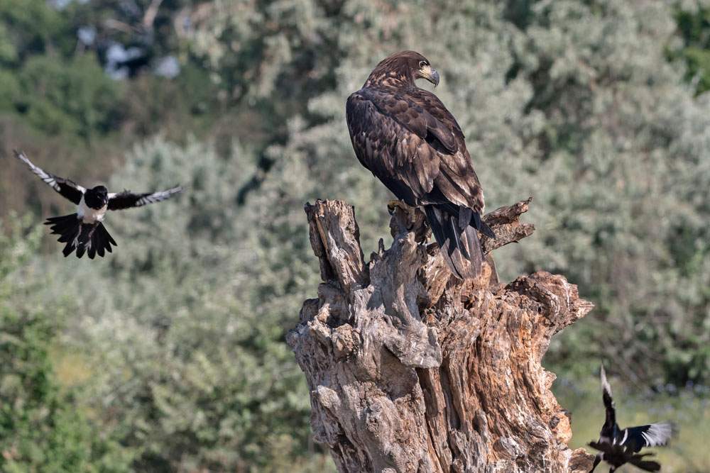 White-tailed Eagle mobbing