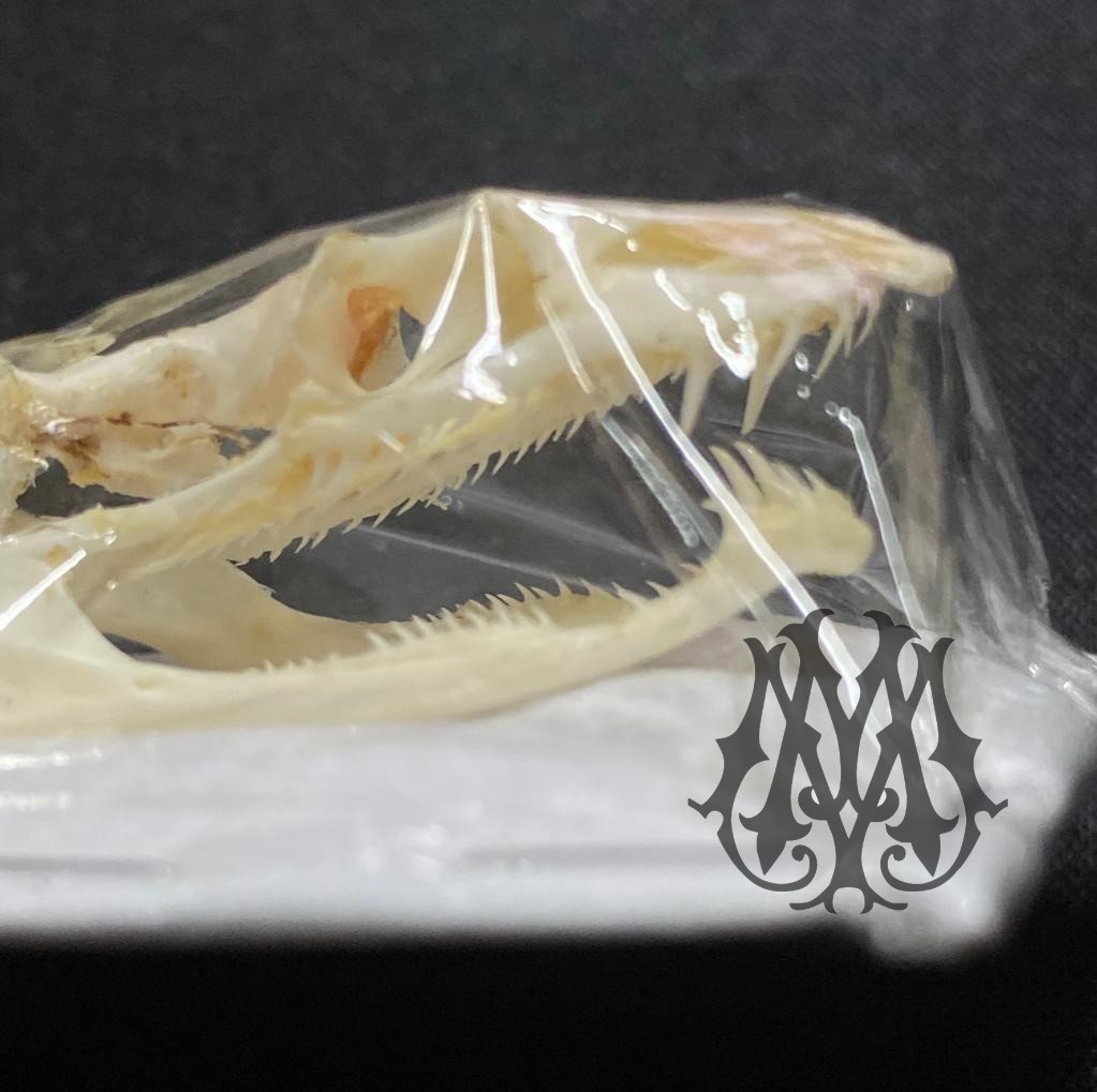 Ahatuella prasina - Cranio di serpente reale a mascella chiusa - Qualità eccellente!