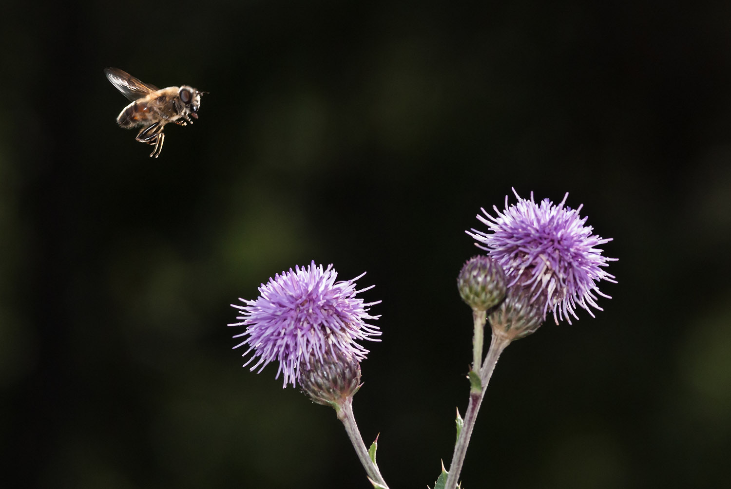 Honeybee in flight